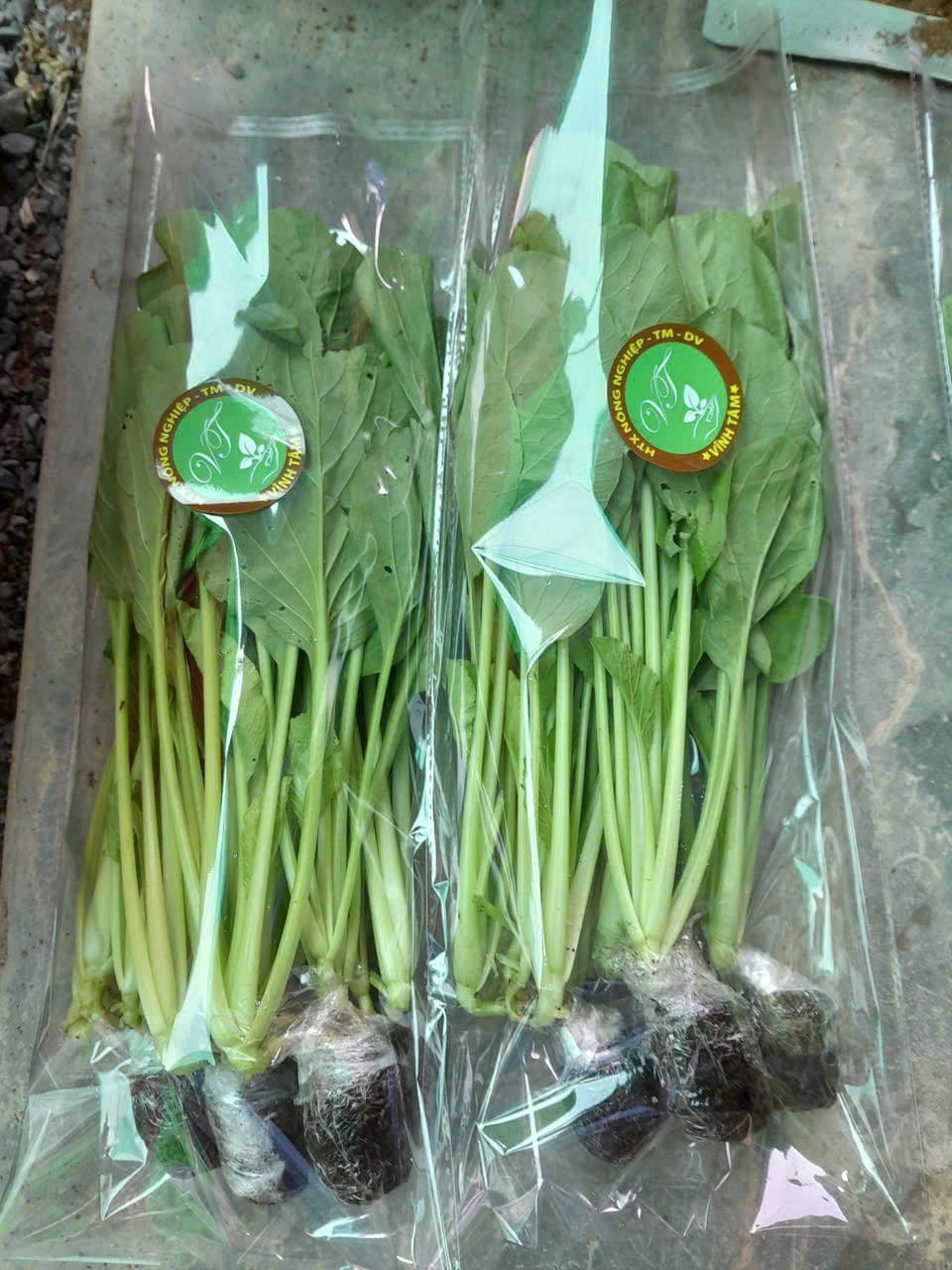 Cải xanh