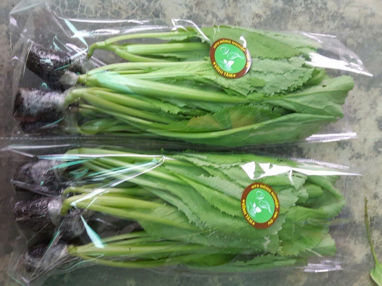 Cải ngọt VietGAP
