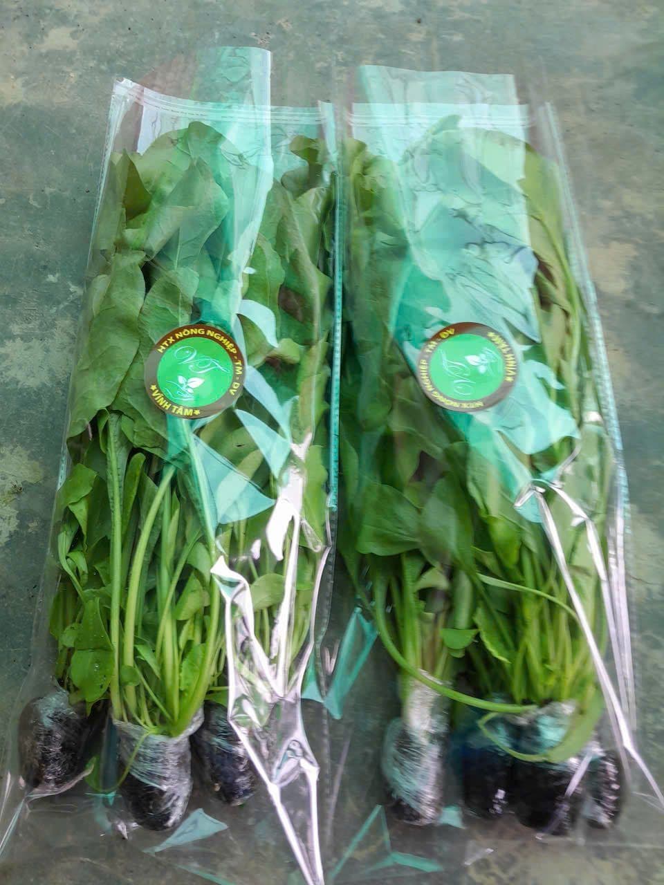 Cải thìa thủy canh