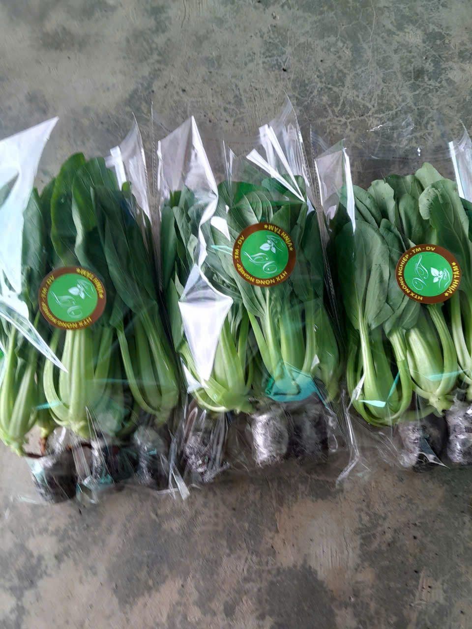 Rau muống